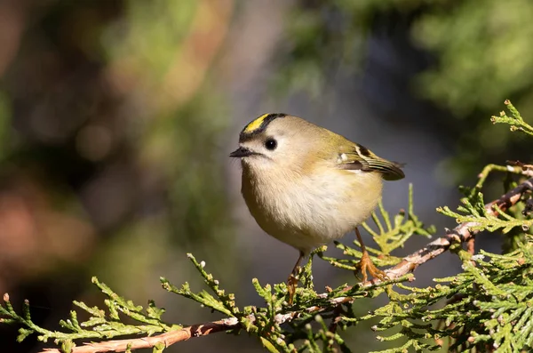 Goldcrest, Regulus regulus. Bir dalda oturan kuş, yakın plan, güzel arka plan.