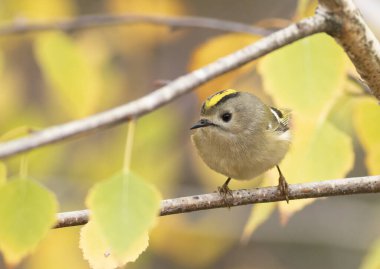Goldcrest, regulus regulus. Bir dalda oturan kuşun yakın çekimi, güzel bir sonbahar arka planı.