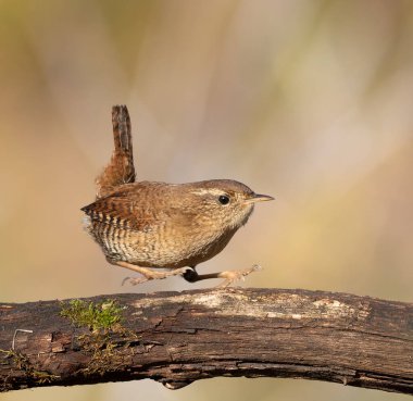 Avrasya çalıkuşu, Troglodit trogloditleri. Bir kuş güzel bir dala konar..