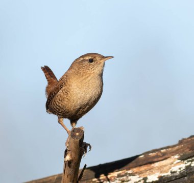 Avrasya çalıkuşu, Troglodit trogloditleri. Kuş gökyüzüne karşı bir dalda oturuyor