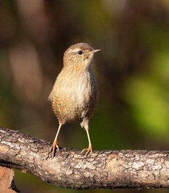 Avrasya çalıkuşu, Troglodit trogloditleri. Kuş, yukarı doğru uzanan kalın bir dalda duruyor..