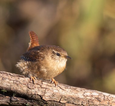 Avrasya çalıkuşu, Troglodit trogloditleri. Kuş bir dalın üzerinde oturuyor, ona yaslanmış, kuyruğu havada..