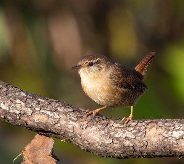 Avrasya çalıkuşu, Troglodit trogloditleri. Bir kuş kalın bir dala oturur, güzel bir arka plan.
