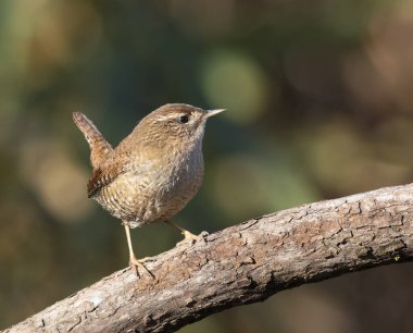 Avrasya çalıkuşu, Troglodit trogloditleri. Bir dalda oturan kuş, güzel bir arka plan.