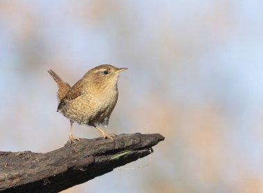 Avrasya çalıkuşu, Troglodit trogloditleri. Bir kuş kütüğün kenarında oturur.