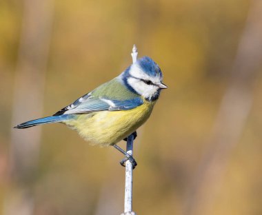 Eurasian blue tit, Cyanistes caeruleus. Bird sitting on a branch, blurred background