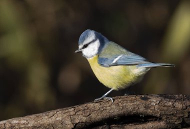 Eurasian blue tit, Cyanistes caeruleus. A beautiful bird sits on a branch, blurred background