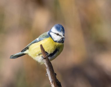Eurasian blue tit, Cyanistes caeruleus. A bird sits on a branch, beautiful background