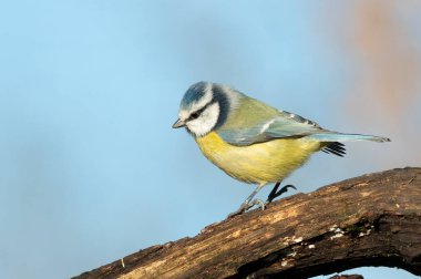 Eurasian blue tit, Cyanistes caeruleus. A bird sits on a beautiful old branch against the backdrop of a blue sky.