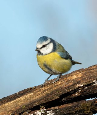 Eurasian blue tit, Cyanistes caeruleus. A bird sits on a log against a blue sky