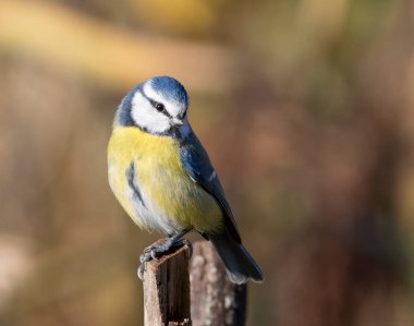 Eurasian blue tit, Cyanistes caeruleus. A bird sits on a stump, turns around, looks away