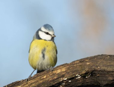 Eurasian blue tit, Cyanistes caeruleus. A bird sits on a log against a blue sky
