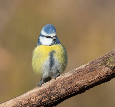 Eurasian blue tit, Cyanistes caeruleus. The bird sits on a branch, fluffing its feathers.