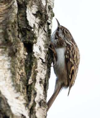Avrasya Ağaç Bekçisi, Certhia Fatihi. Bir kuş ağaç kabuğunda böcek arar.