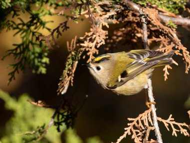 Goldcrest, regulus regulus. Bir kuş bir thuja ağacının dalında oturur..