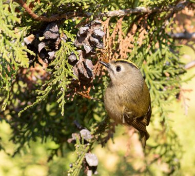 Goldcrest, Regulus regulus. Bir kuş, bir thuja ağacının dallarında yiyecek arar..