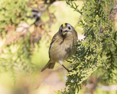 Goldcrest, Regulus regulus. Kuş gagasında bir böcek tutuyor..