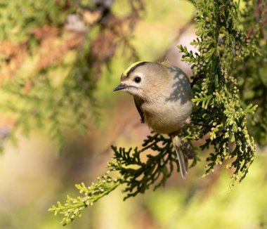 Goldcrest, regulus regulus. Bir kuş bir thuja ağacının dalında oturur..