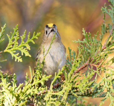 Goldcrest, Regulus regulus. Kuş bir dala oturmuş, uzanmış, dikkatlice ileriye bakıyor..