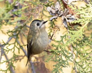 Goldcrest, regulus regulus. Bir kuş bir thuja ağacının dalında oturur..