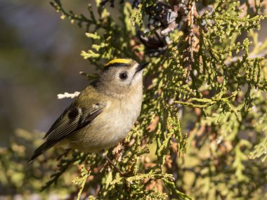 Goldcrest, Regulus regulus. Bir dalda oturan kuş, yakın plan