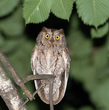 Sakin bir akşam saatinde bir dala tünemiş küçük bir Avrasyalı baykuşun (Otus scops) sakin bir sahnesi. Kuş rahatlar ve gece avına başlamadan önce çevresini gözlemler.