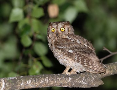 Avrasyalı bir baykuşun (Otus scops) yoğun, altın sarısı gözlerine odaklanan güçlü bir görüntü. Kuş bir dala tünemiş ve gece görüş kabiliyetinin mükemmel olduğunu gösteriyor..