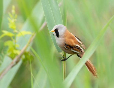Close-up profile of a male Bearded Tit (Panurus biarmicus) perched among green reed leaves. Detailed view of the bird's head and black mustache markings