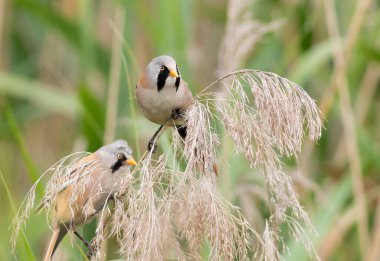 İki erkek sakallı Reedling (Panurus biarmicus) kuru sazlıkların üzerinde oturuyor. Gündüz vakti doğal bataklık ortamında sosyal kuş davranışları