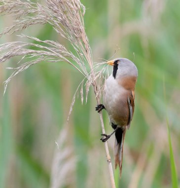 Erkek sakallı bir Reedling (Panurus biarmicus), gagasında yuva malzemesi veya tohum taşıyan bir sazlığa tünemiştir. Islak bir habitattan yüksek kaliteli vahşi yaşam fotoğrafçılığı