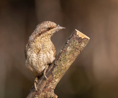Avrasya Köylüsü 'nün (Jynx torquilla) bir pastoral ya da tarımsal alanda yıpranmış bir çit direğine tünemiş yan profili