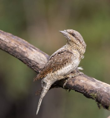 Dikkatli bir Avrasyalı Köylü (Jynx torquilla) bir dalda oturur, esnek boynunu çevirir ve etrafını gözlemler, genellikle etekli hareketlerle kuyruğunu seğirir..