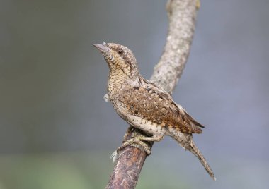 Avrasyalı boğucu, Jynx torquilla. Dalda oturan bir kuş, yakın plan, bulanık arkaplan