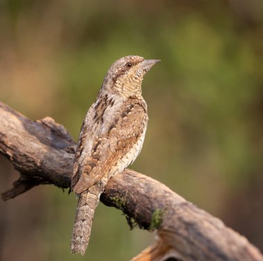Avrasyalı boğucu, Jynx torquilla. Dalda oturan bir kuş, yakın plan. Bulanık yeşil bir arka plan.