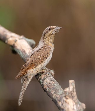 Avrasya Köylüsü 'nün (Jynx torquilla) tüylerindeki karmaşık kahverengi, gri ve siyah işaretlerin doğal sanatını ve kamuflajını vurgulayan ayrıntılı görünümü.