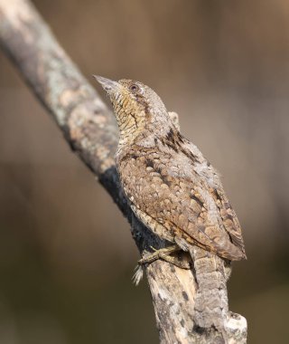 Avrasyalı boğucu, Jynx torquilla. Bir kuş bir dalda oturur, yukarı bakar.