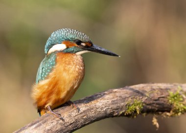 Keskin siyah gagasını, canlı gözünü ve kobalt mavisi ve turuncu tüylerini vurgulayan sıradan bir balıkçının ayrıntılı yan görünüşü.