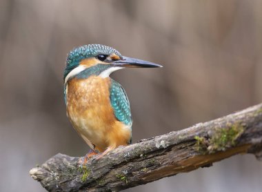 Bir dalın üzerinde tünemiş, canlı tüylerini gösteren, omzunun üzerinden geriye bakan sıradan bir balıkçının benzersiz bir portresi.