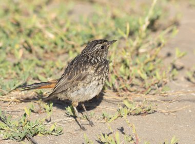Bluethroat, Luscinia svecica. Genç bir kuş çimenlerde yemek için böcek arar..
