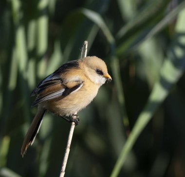 Sakallı reedling, Panurus biarmicus. Genç bir erkek, gagasında kamış tohumu tutan bir sazlığa oturur..