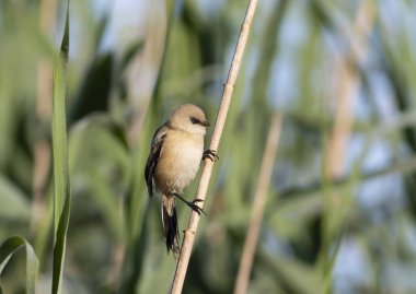 Sakallı reedling, Panurus biarmicus. Genç bir dişi nehir kıyısında bir sazlıkta oturur.