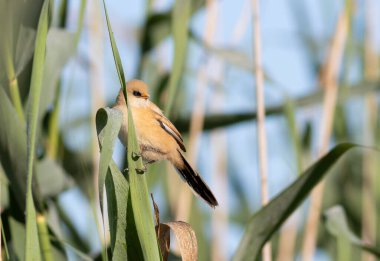 Sakallı reedling, Panurus biarmicus. Genç bir erkek sazlığa oturur ve şarkı söyler.
