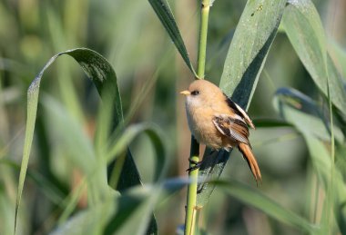 Sakallı reedling, Panurus biarmicus. Genç bir erkek nehir kıyısındaki sazlıklarda oturuyor.