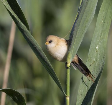Sakallı reedling, Panurus biarmicus. Kuş sazlık yaprağından küçük böcekler yer.