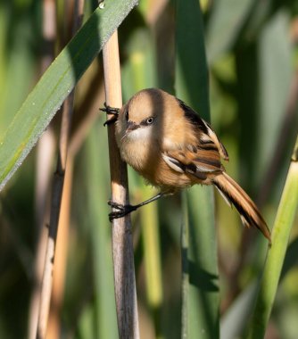 Sakallı reedling, Panurus biarmicus. Genç bir dişi nehir kıyısında sazlıklarda oturuyor.