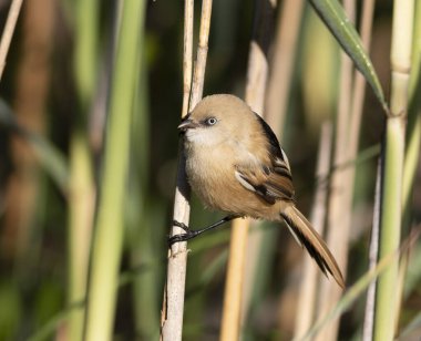 Sakallı reedling, Panurus biarmicus. Genç bir dişi kuşun doğal ortamında yakın çekimi.