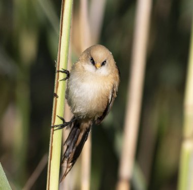 Sakallı reedling, Panurus biarmicus. Genç bir kuş sazlığa oturmuş, kameranın lensine bakıyor.