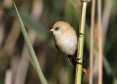 Sakallı reedling, Panurus biarmicus. Genç bir erkek kuşun doğal ortamında yakın çekimi.