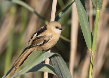 Sakallı reedling, Panurus biarmicus. Kamış sapına tünemiş dişi bir kuş.