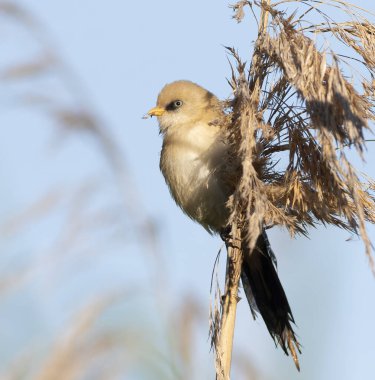 Sakallı reedling, Panurus biarmicus. Genç bir erkek kuş nehir kıyısında sazlık tohumu yiyor.
